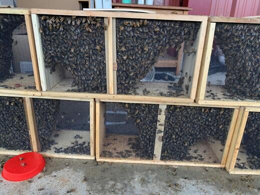 Live Bees | HoneyStrong